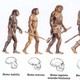 Evolucao humana