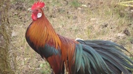 Timeline: Pelea de gallos