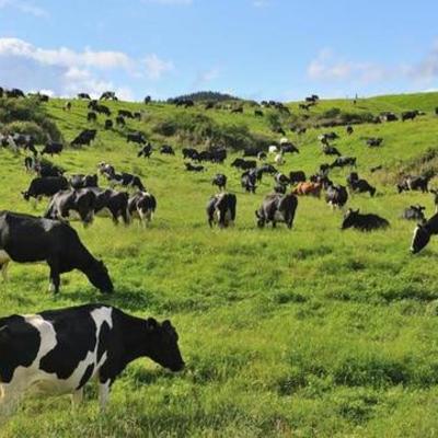 Timeline: Natural Resource-Cattle