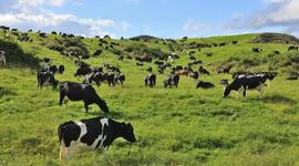 Timeline: Natural Resource-Cattle