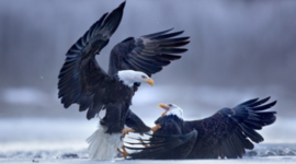 Timeline: POST - WWII TIMELINE EVENTS