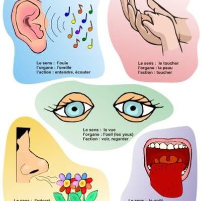 Timeline: Le développement de la motricité et des 5 sens