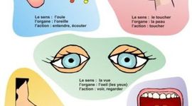 Timeline: Le développement de la motricité et des 5 sens