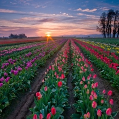 Timeline: FLORICULTURA