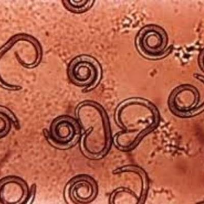 Timeline:  Capítulo II, Historia de la Parasitología.  Cordero del Campillo, M, Rojo Vázquez, F. A.