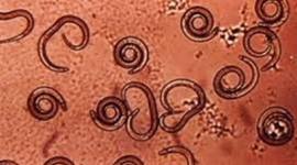 Timeline:  Capítulo II, Historia de la Parasitología.  Cordero del Campillo, M, Rojo Vázquez, F. A.