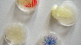 Timeline: Historia de la microbiología