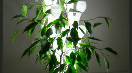 Timeline: Mi Linea del Tiempo