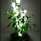 Ivy lamp 001