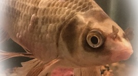 Timeline: Period 1 (1492-1607) colorized