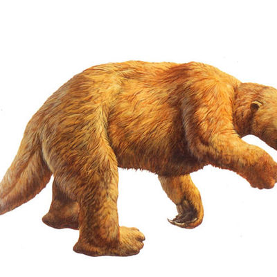 Timeline: Sloth Evolutionary Timeline