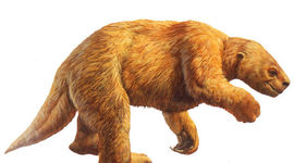 Timeline: Sloth Evolutionary Timeline