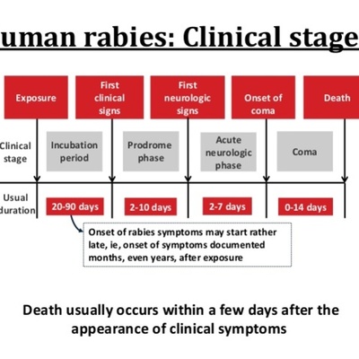 Timeline: Rabies