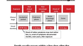 Timeline: Rabies