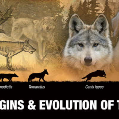 Timeline: Dog Evolution