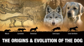 Timeline: Dog Evolution
