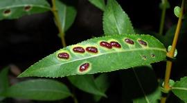 Timeline: Historia de la Fitopatología