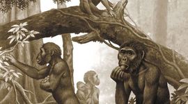 Timeline: DIETA Y EVOLUCIÓN