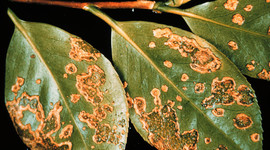 Timeline: Eventos Importantes de la Fitopatología