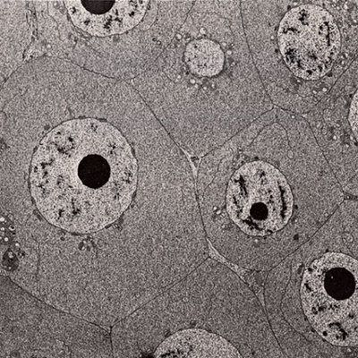 Timeline: Descubrimiento de las células