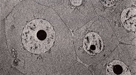 Timeline: Descubrimiento de las células