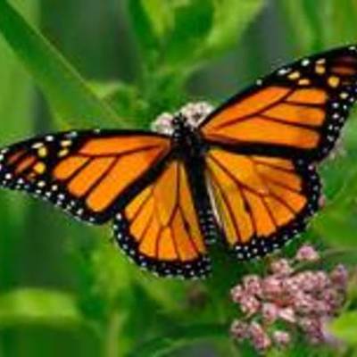 Timeline: Butterfly Life Cycle