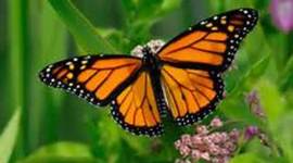 Timeline: Butterfly Life Cycle