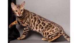 Timeline: Писатель