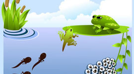 Timeline: LIFE CYCLE OF A FROG