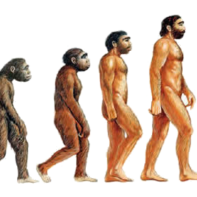 Timeline: Los homínidos