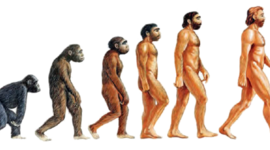 Timeline: Los homínidos