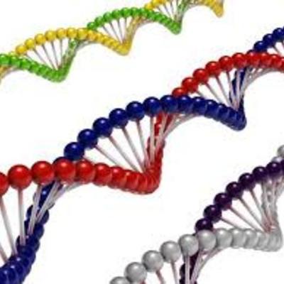 Timeline: Descubrimientos del ADN.