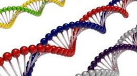 Timeline: Descubrimientos del ADN.