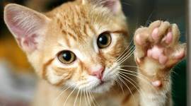 Timeline: Evolution of Cat