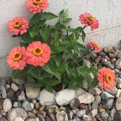 Timeline: История охраны окружающей среды