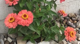 Timeline: История охраны окружающей среды