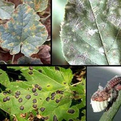 Timeline: HISTORY OF PLANT PATHOLOGY AND EARLY SIGNIFICANT PLANT DISEASES
