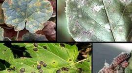 Timeline: HISTORY OF PLANT PATHOLOGY AND EARLY SIGNIFICANT PLANT DISEASES