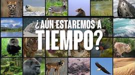 Timeline: Las batallas perdidas del mundo animal