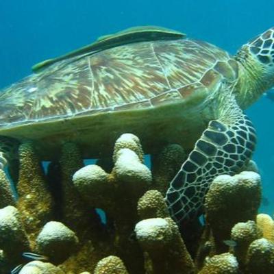 Timeline: The Sea Turtle