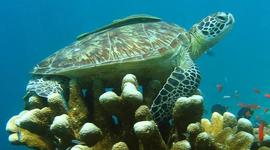 Timeline: The Sea Turtle