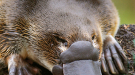 Timeline: Steps to WWII