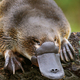 Platypus