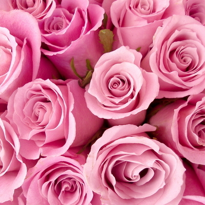 Timeline: Моя компания "Розы всем"