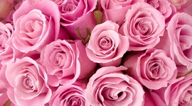 Timeline: Моя компания "Розы всем"