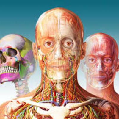 Timeline: Linea del tiempo Anatomía Humana