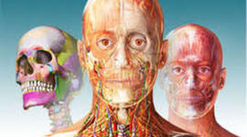 Timeline: Linea del tiempo Anatomía Humana