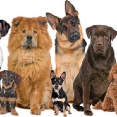 Timeline: I had my first dog when I was three years old