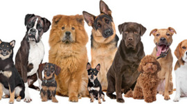 Timeline: I had my first dog when I was three years old