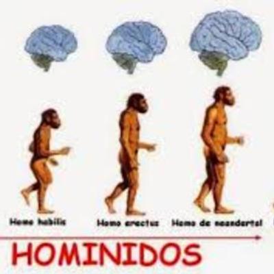 Timeline: Los Hominidos
